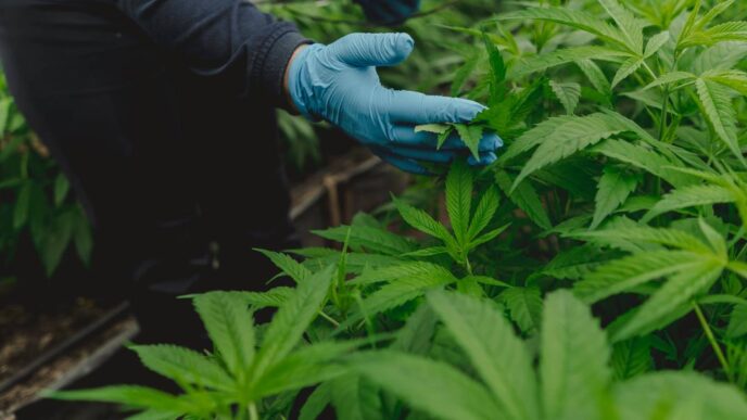 cannabis
